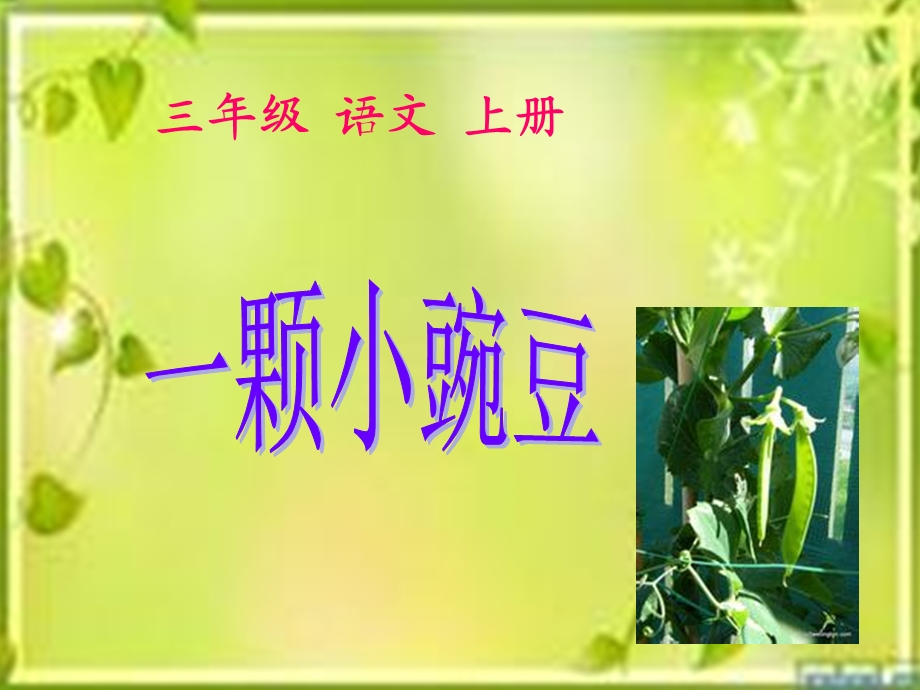 一颗小豌豆[1]6.ppt_第2页