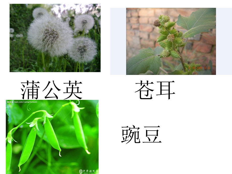 植物妈妈有办法 (5).ppt_第2页