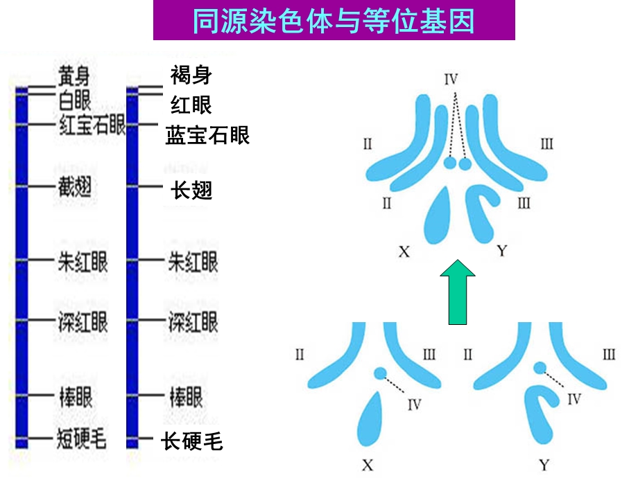 五2减数分裂和受精作用（正）.ppt_第2页