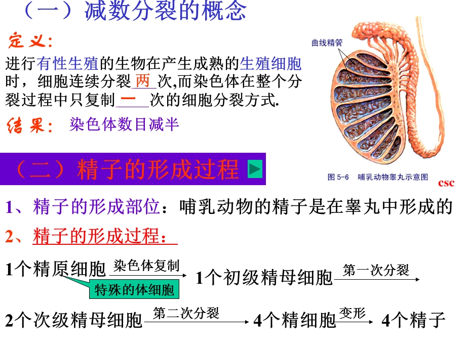 五2减数分裂和受精作用（正）.ppt_第3页