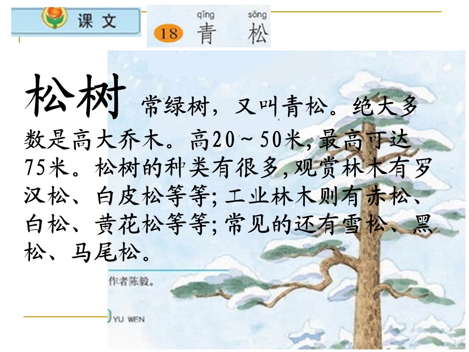 小学语文二年级上册《青松》课件(苏教版国标本).ppt_第3页