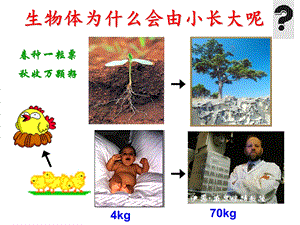 七年级上册第二章第一节细胞通过分裂产生新细胞.ppt