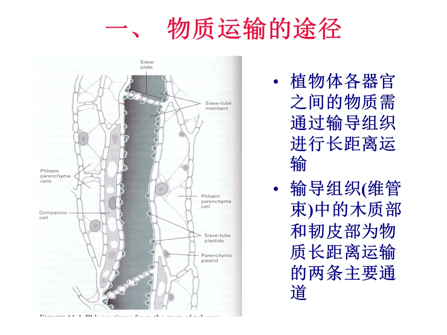 植物生理学pptTRANSP.ppt_第2页