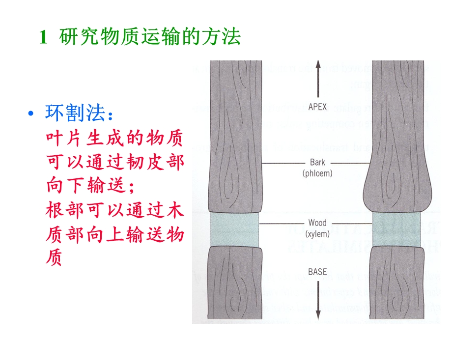 植物生理学pptTRANSP.ppt_第3页