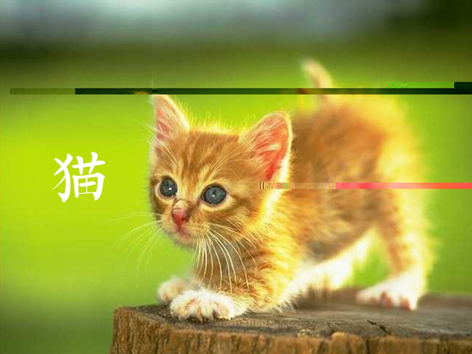 四年级语文《猫》教学设计.ppt_第3页