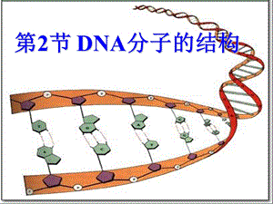 人教版必修2第三章第二节DNA的分子结构（共18张PPT）.ppt