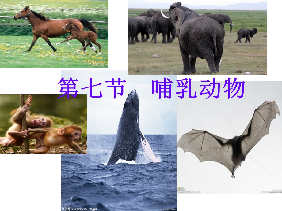 最新_八年级_生物_哺乳动物.ppt_第2页