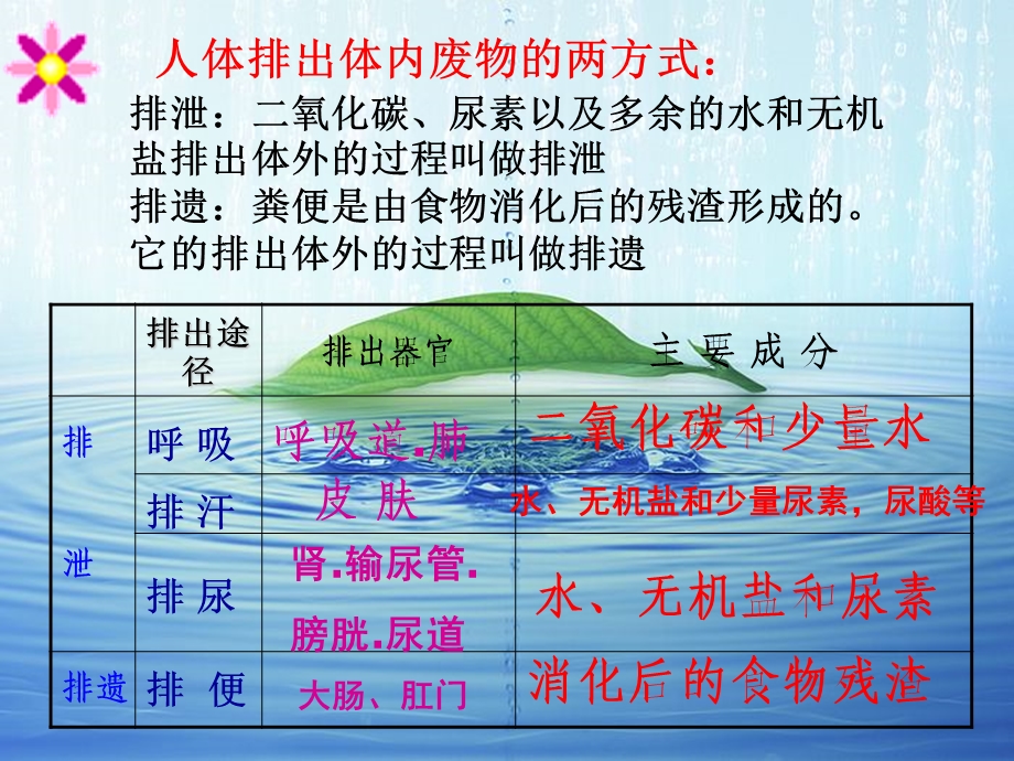 中考复习--人体代谢废物的排出.ppt_第2页