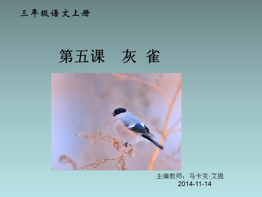 小学灰雀PPT课件.ppt_第1页