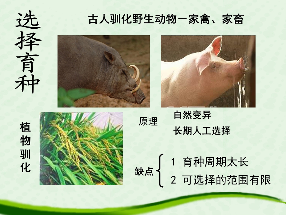 杂交育种与诱变育种.ppt_第2页