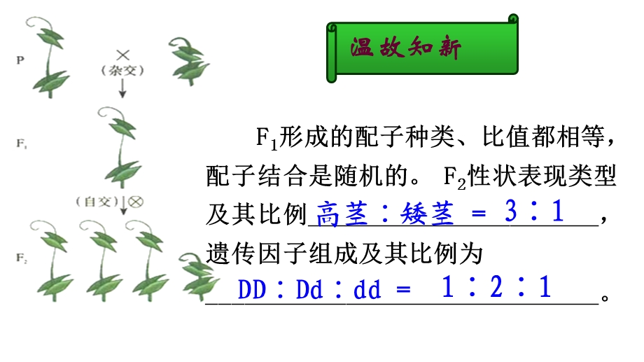 一轮复习孟德尔豌豆杂交实验二.ppt_第2页