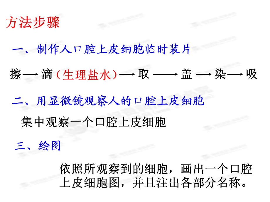 人口腔上皮细胞课件.ppt_第2页