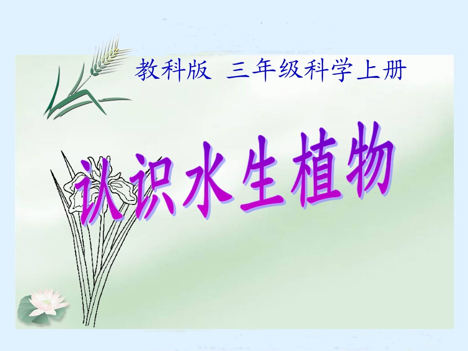 三年级科学上册_水生植物课件_教科版 (2).ppt_第1页