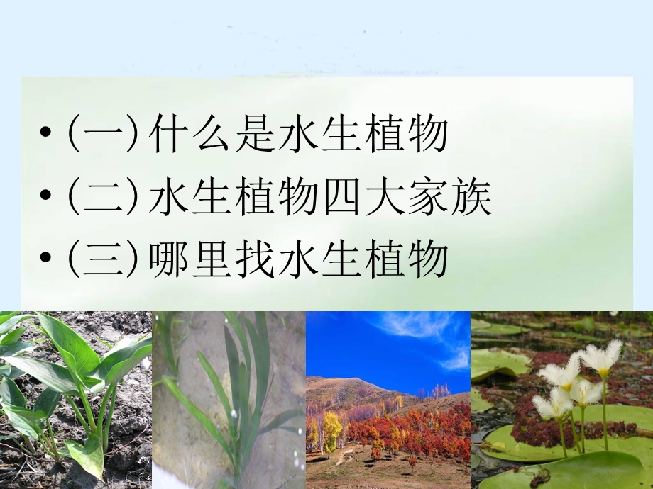 三年级科学上册_水生植物课件_教科版 (2).ppt_第2页