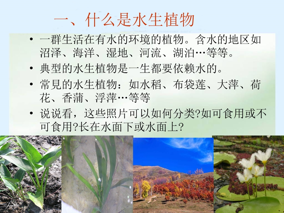 三年级科学上册_水生植物课件_教科版 (2).ppt_第3页