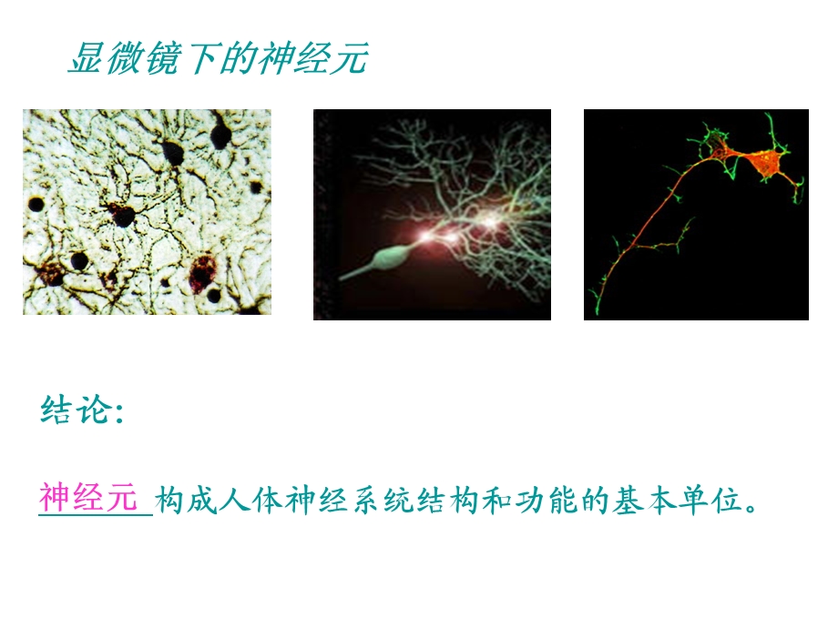 人体的神经系统.ppt_第2页