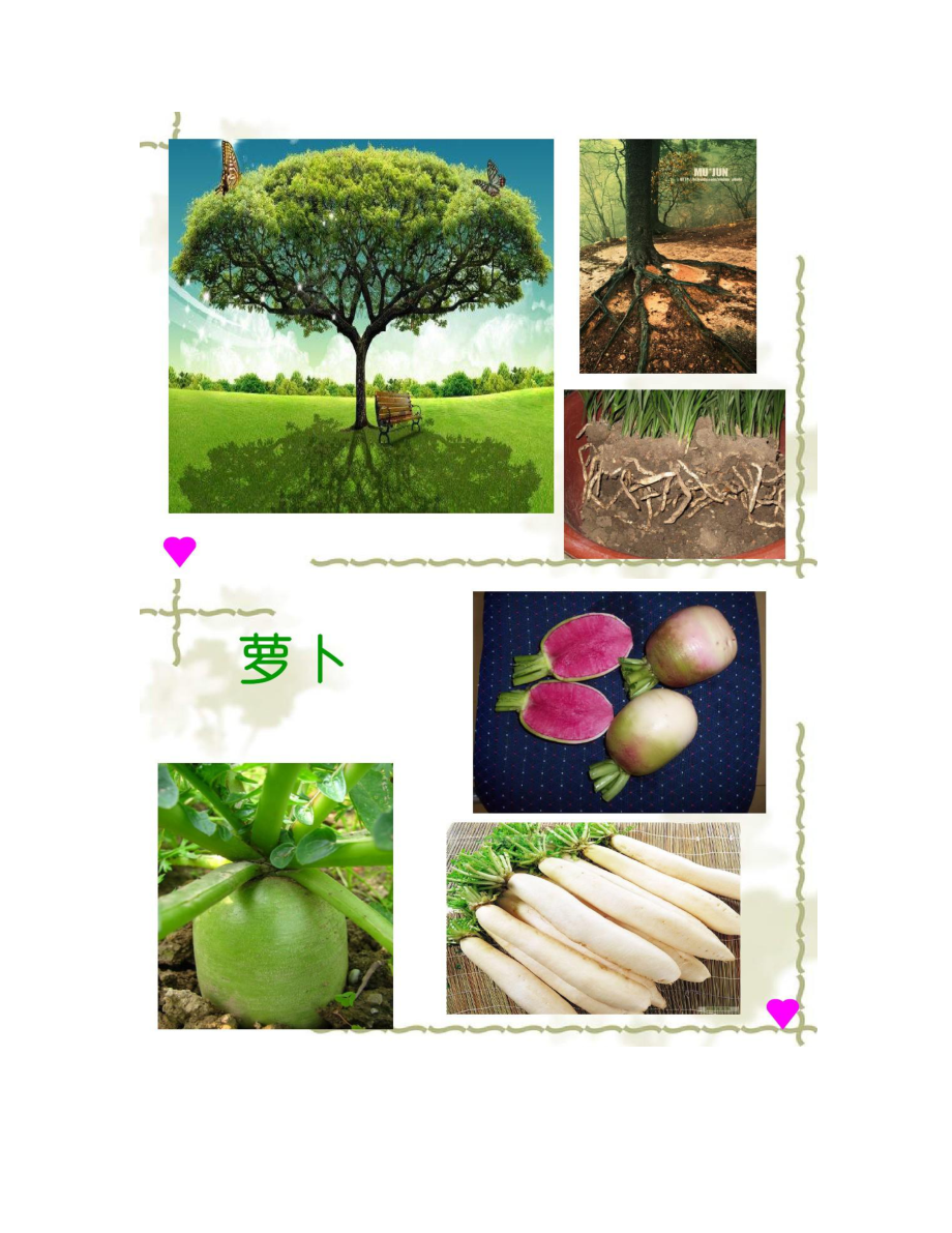 植物的根和茎的形态结构.doc_第2页