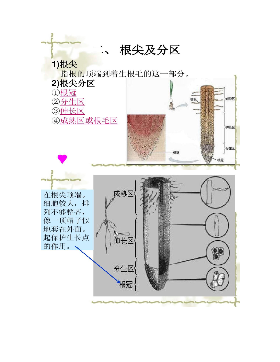 植物的根和茎的形态结构.doc_第3页