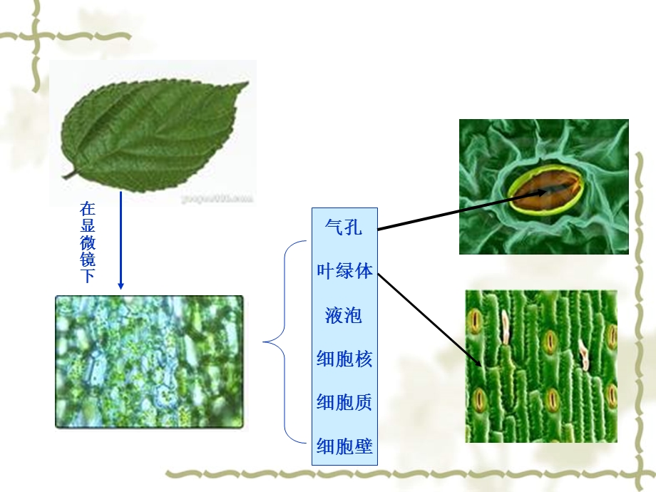 用显微镜观察身边的生命世界(二).ppt_第2页