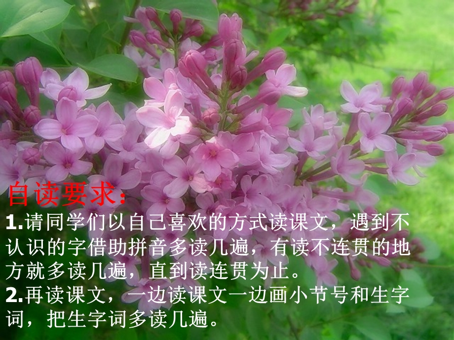 《一株紫丁香》课件.ppt_第2页