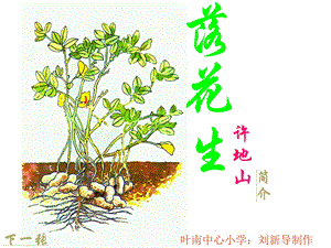 落花生PPT课件.ppt