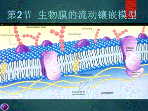 《生物膜的流动镶嵌模型》课件（1）.ppt