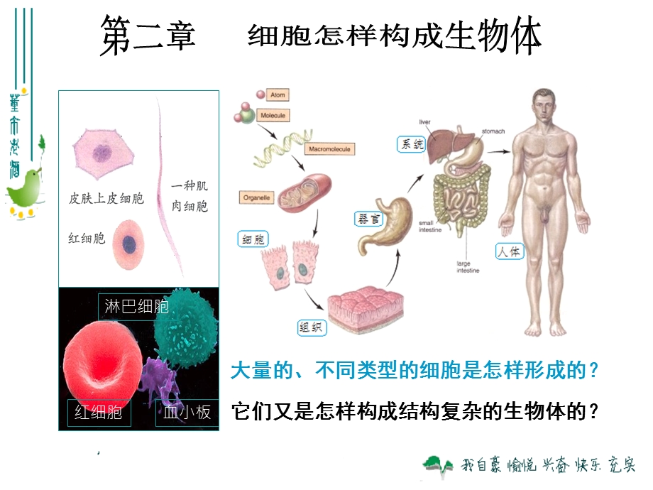 最新人教版221细胞通过分裂产生新细胞.ppt_第1页