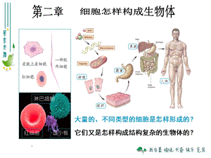 最新人教版221细胞通过分裂产生新细胞.ppt