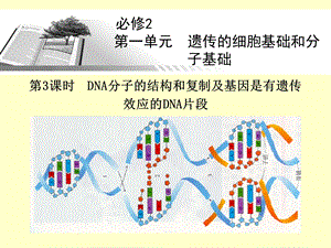 DNA的结构与复制.ppt