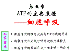 生物：53《ATP的主要来源——细胞呼吸》课件.ppt