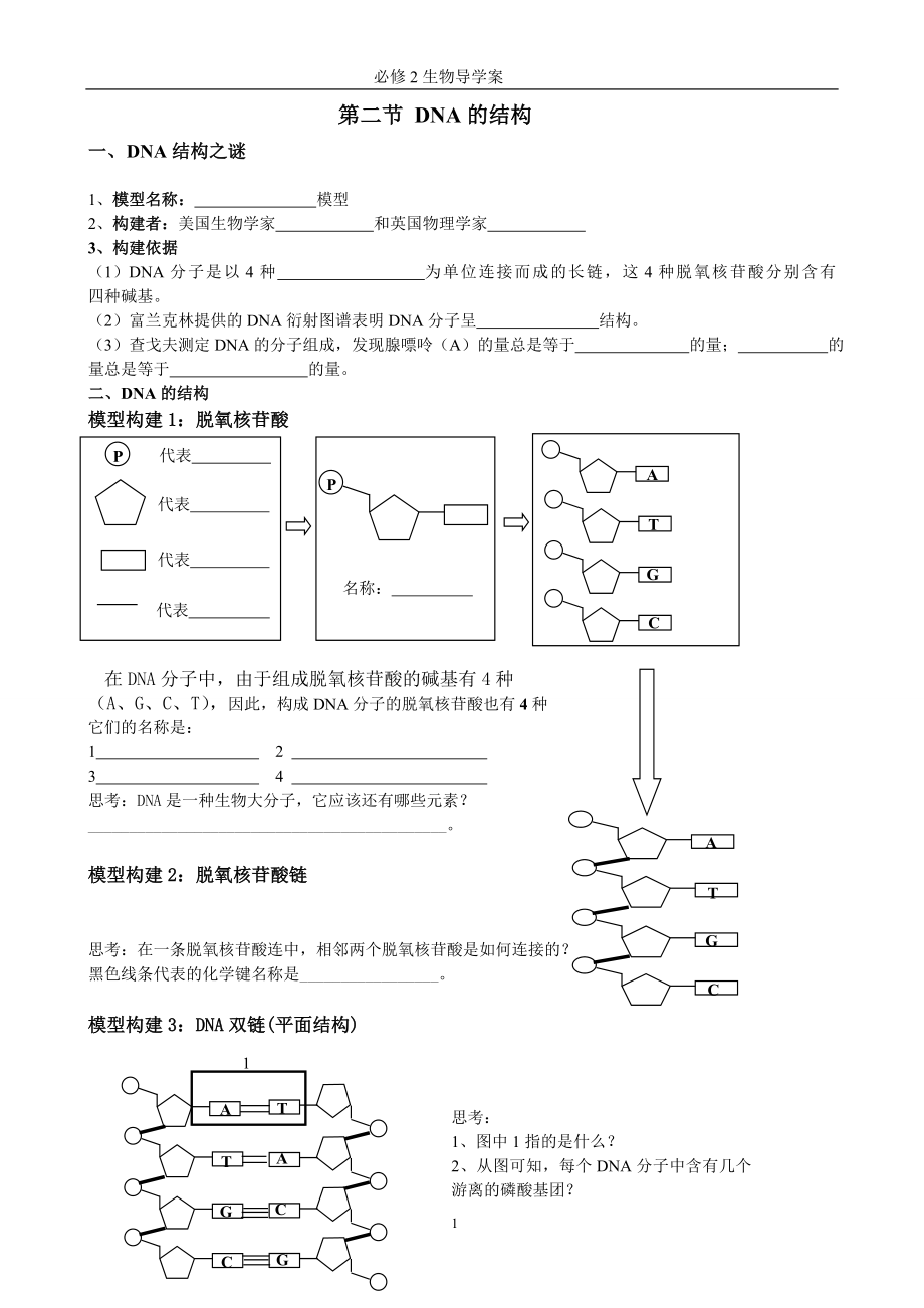 DNA分子结构导学案.doc_第1页