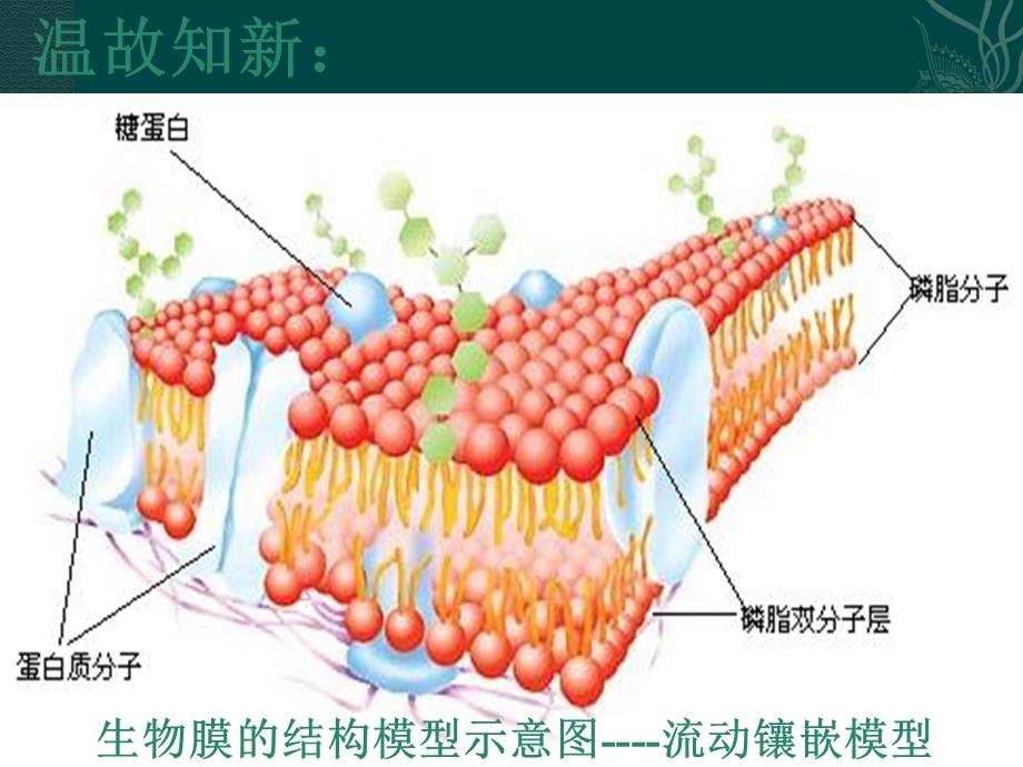 物质跨膜运输的方式.ppt_第2页