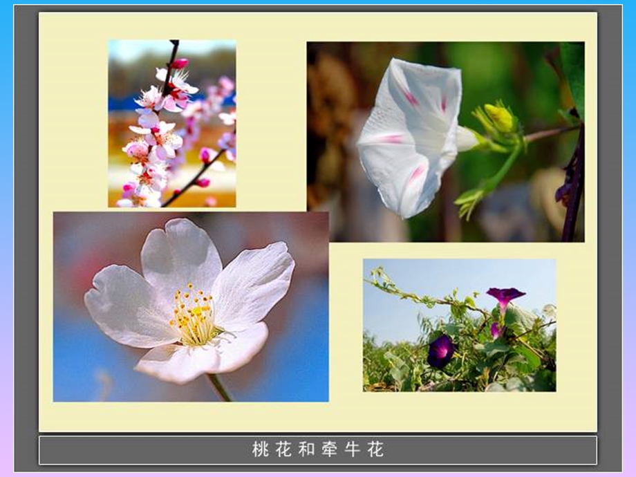 四年级科学下册《各种各样的花》PPT课件之二(教科版)(1).ppt_第3页