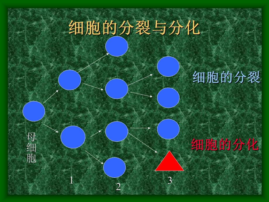 细胞的分化、癌变和衰老.ppt_第3页