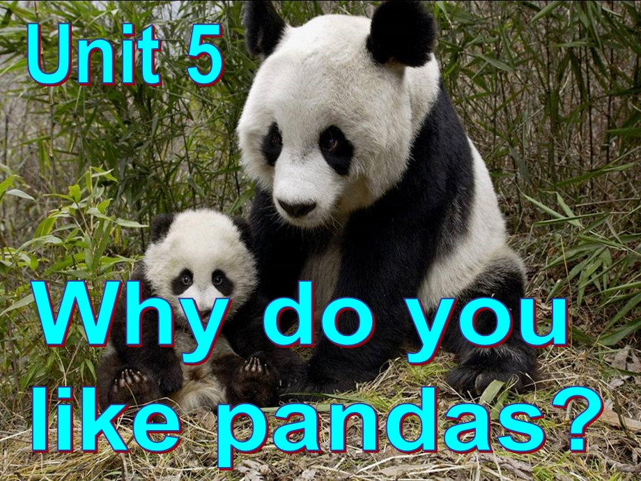 七年级下册Unit5Whydouyoulikepandas.ppt_第3页