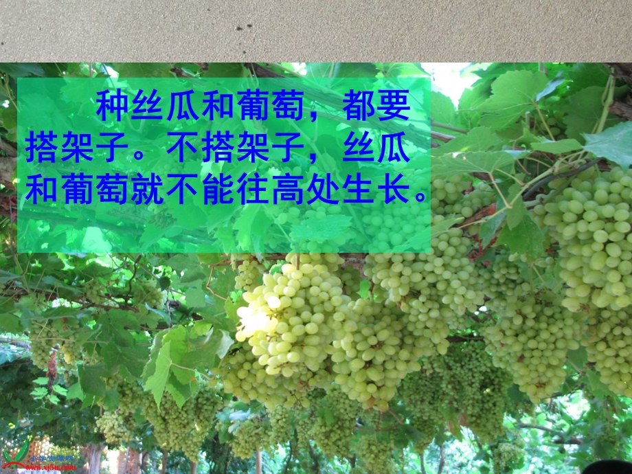 爬山虎的脚 (3).ppt_第1页