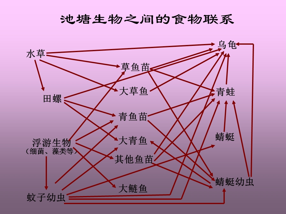 池塘生物之间的食物联系.ppt_第1页