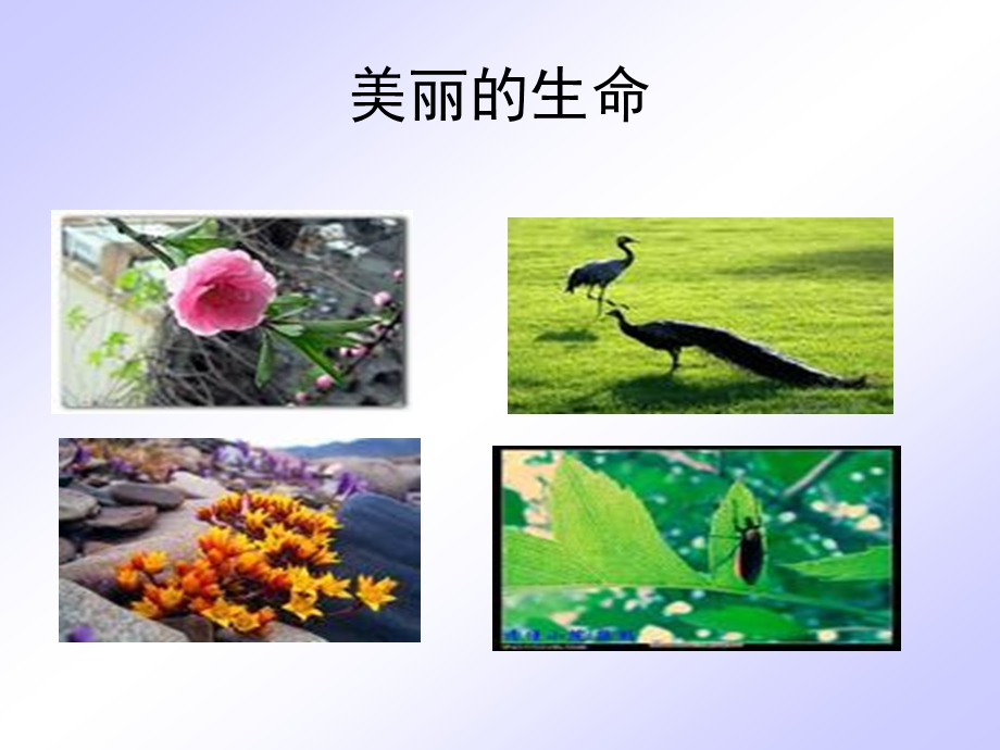 《短文两篇·蝉·贝壳》.ppt_第3页