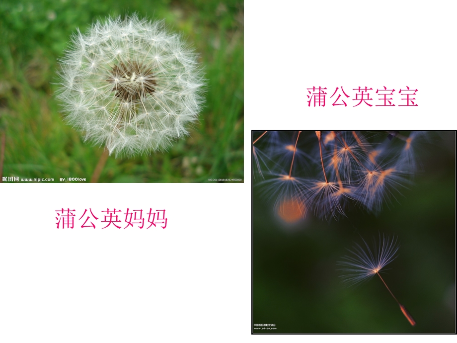 人教版植物妈妈有办法.ppt_第3页