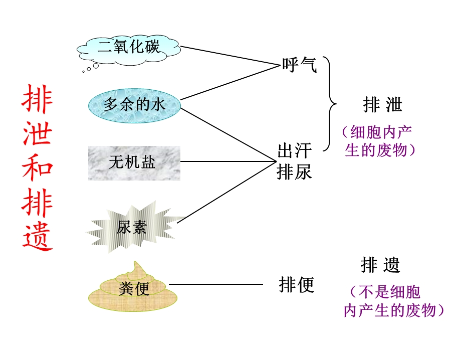 七年级下生物课件尿的形成与排出正式版.ppt_第3页