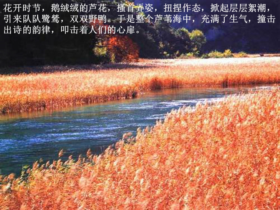 《芦花荡》课件 (3).ppt_第2页