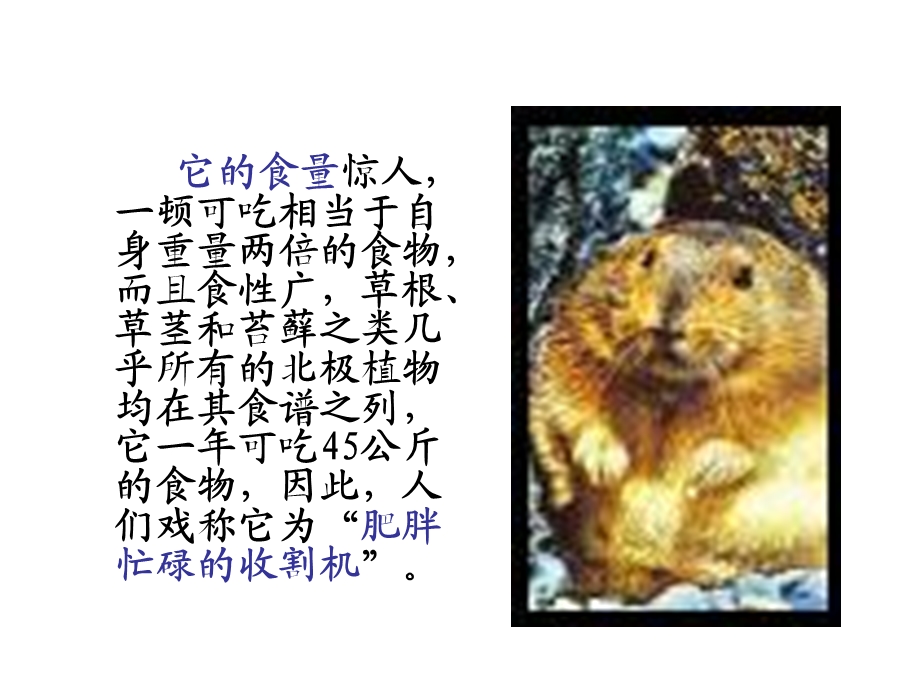 人教版八年级语文下册《旅鼠之谜》课件.ppt_第2页