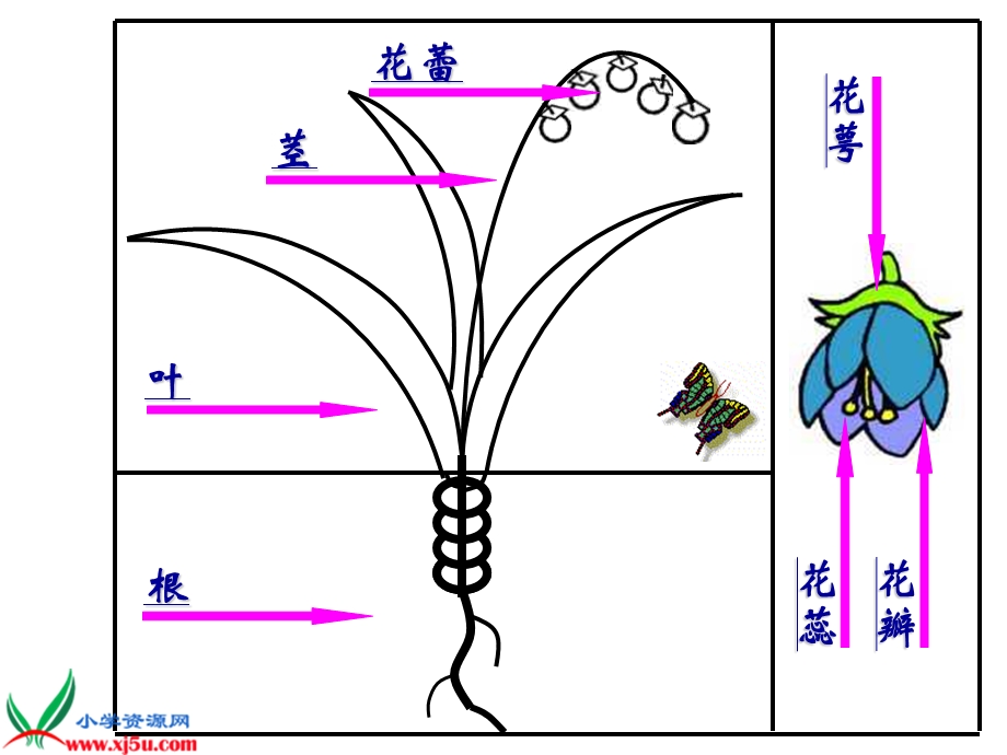 《茂密的花》课件(人美版二年级美术下册课件).ppt_第2页