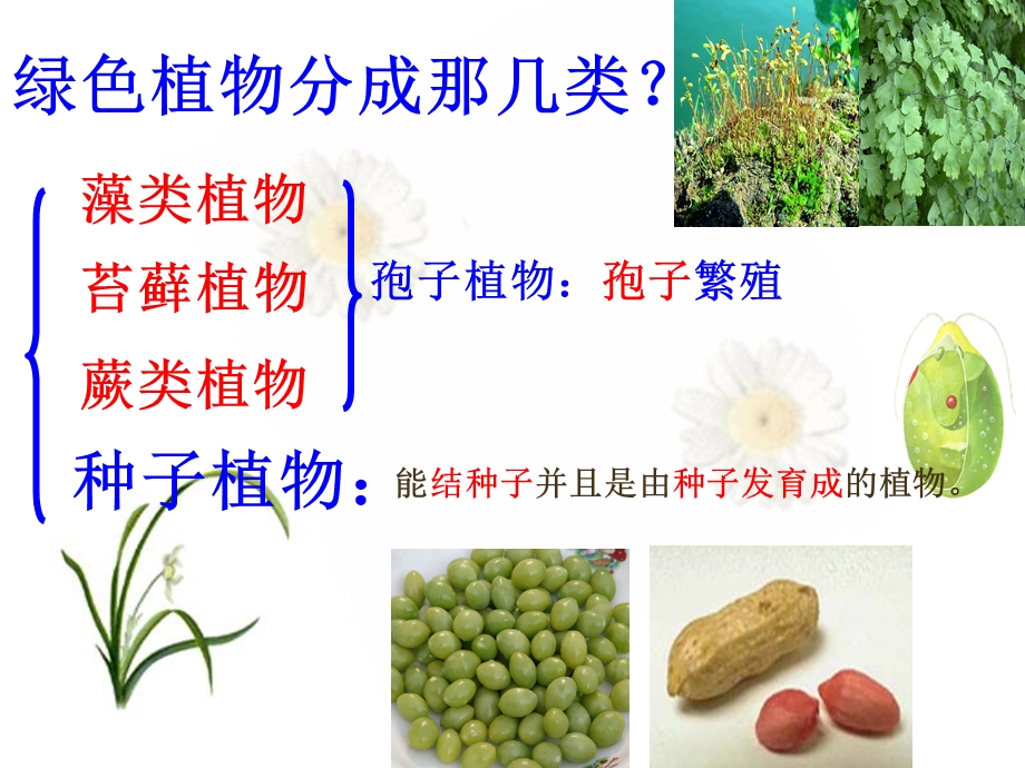 我的种子植物PPT.ppt_第2页