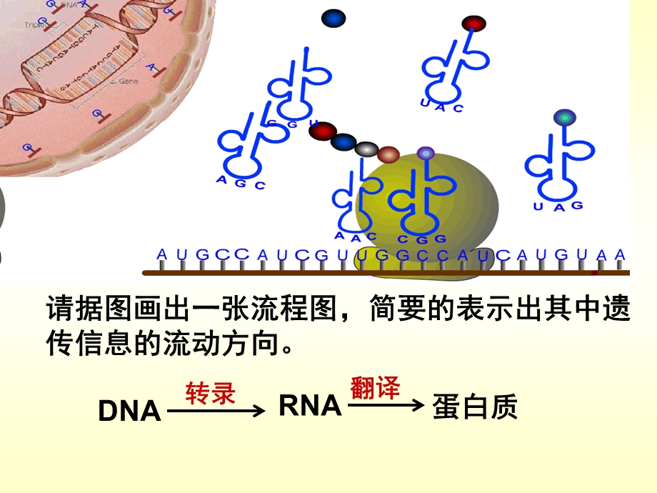 《基因对性状的控制》PPT课件.ppt_第3页