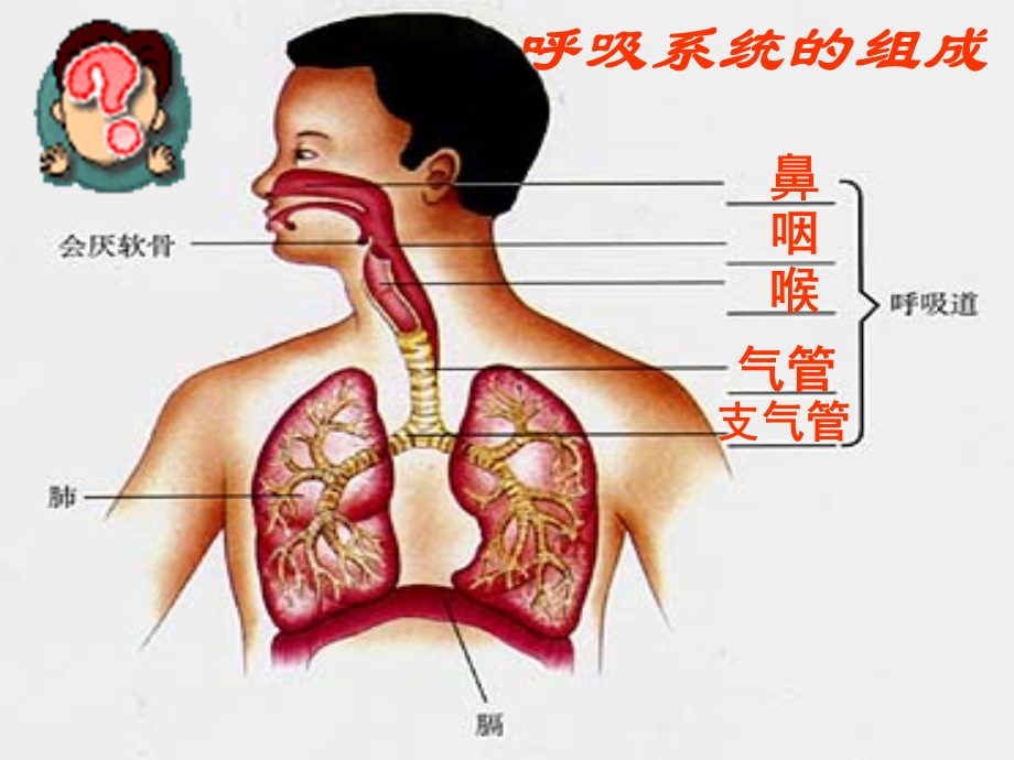 呼吸道对空气的处理.ppt_第2页