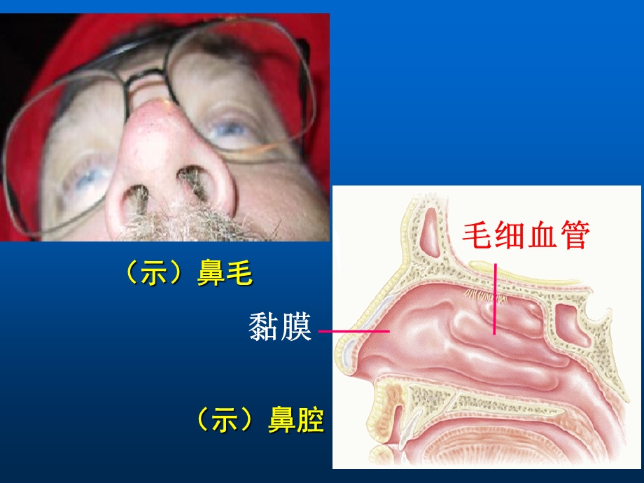 呼吸道对空气的处理.ppt_第3页