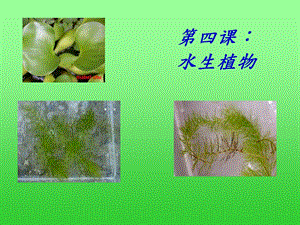 教科版科学三上《水生植物》PPT课件.ppt