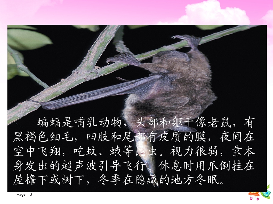 蝙蝠和雷达课件 (2).ppt_第3页