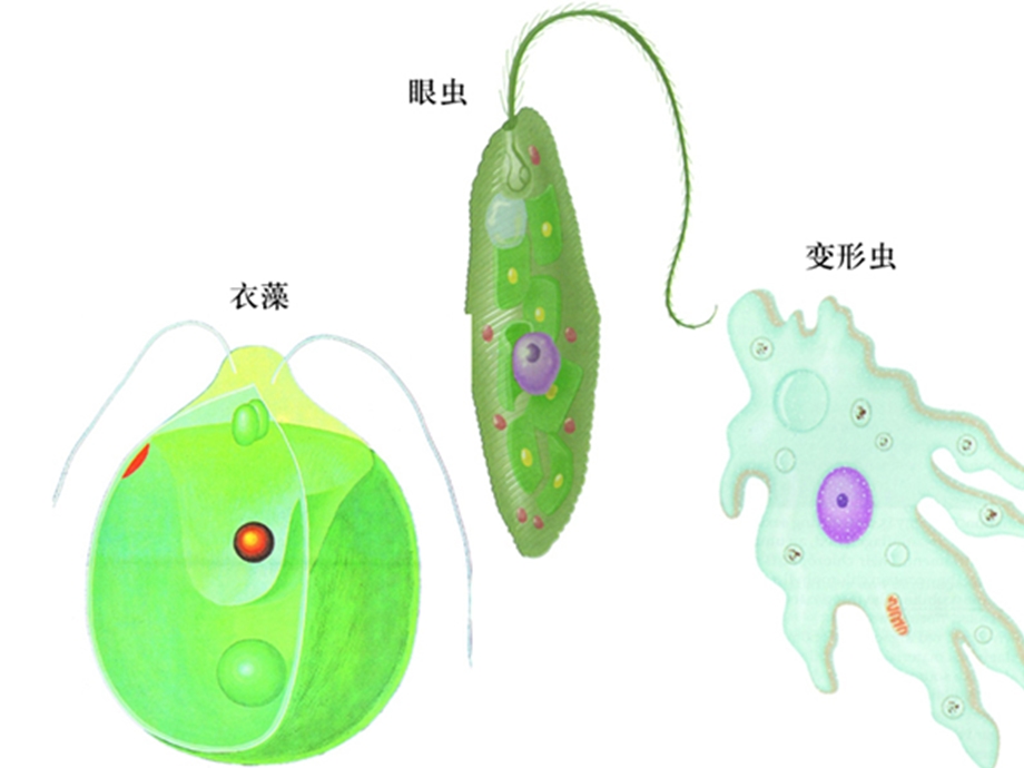 初一生物《细胞分化形成组织》PPT课件.ppt_第2页